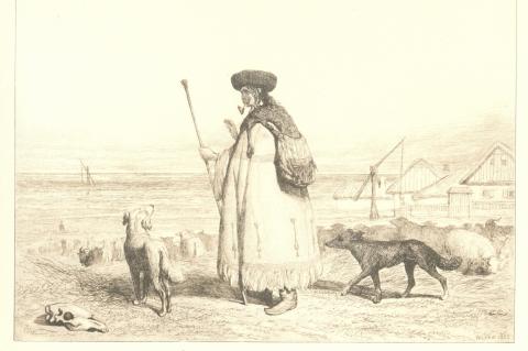 Shepherd with dogs