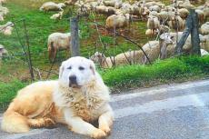 Dog with sheeps