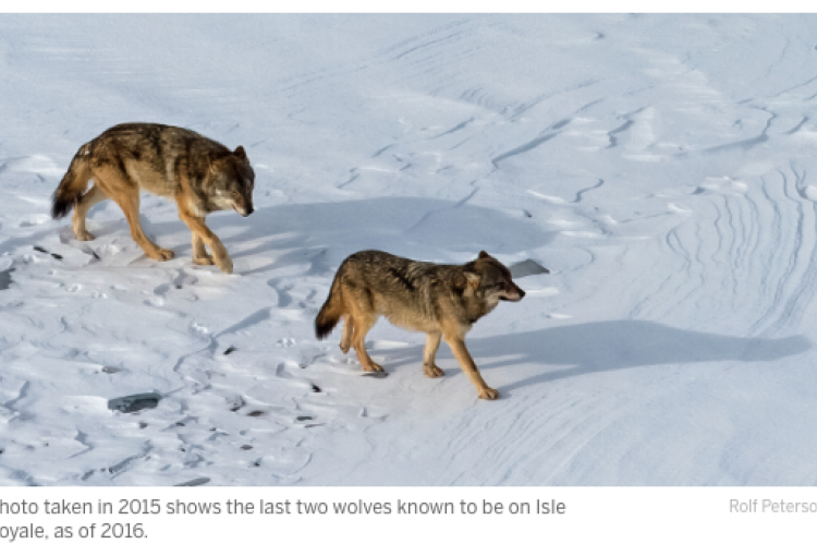  Lessons from wolves